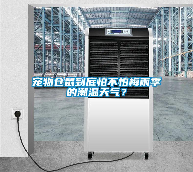 寵物倉(cāng)鼠到底怕不怕梅雨季的潮濕天氣？