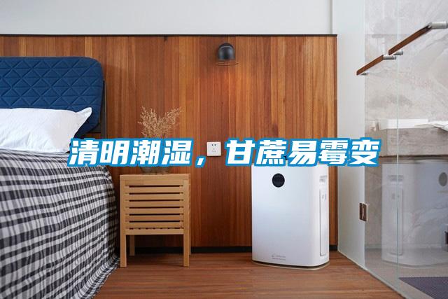 清明潮濕，甘蔗易霉變