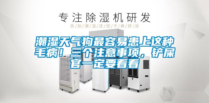 潮濕天氣狗最容易患上這種毛??！三個注意事項，鏟屎官一定要看看